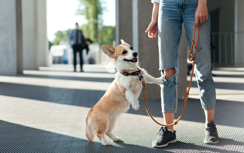 a dog on a leash